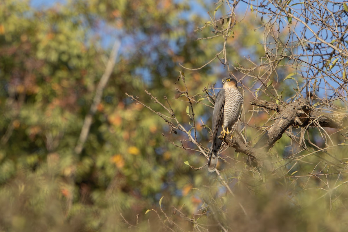 krahujec obecný - ML644579086