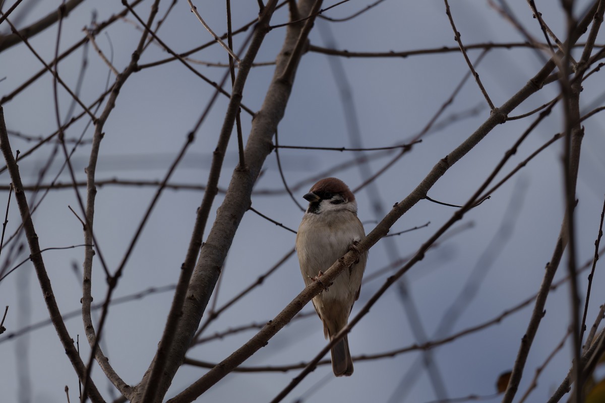 vrabec polní - ML644579090