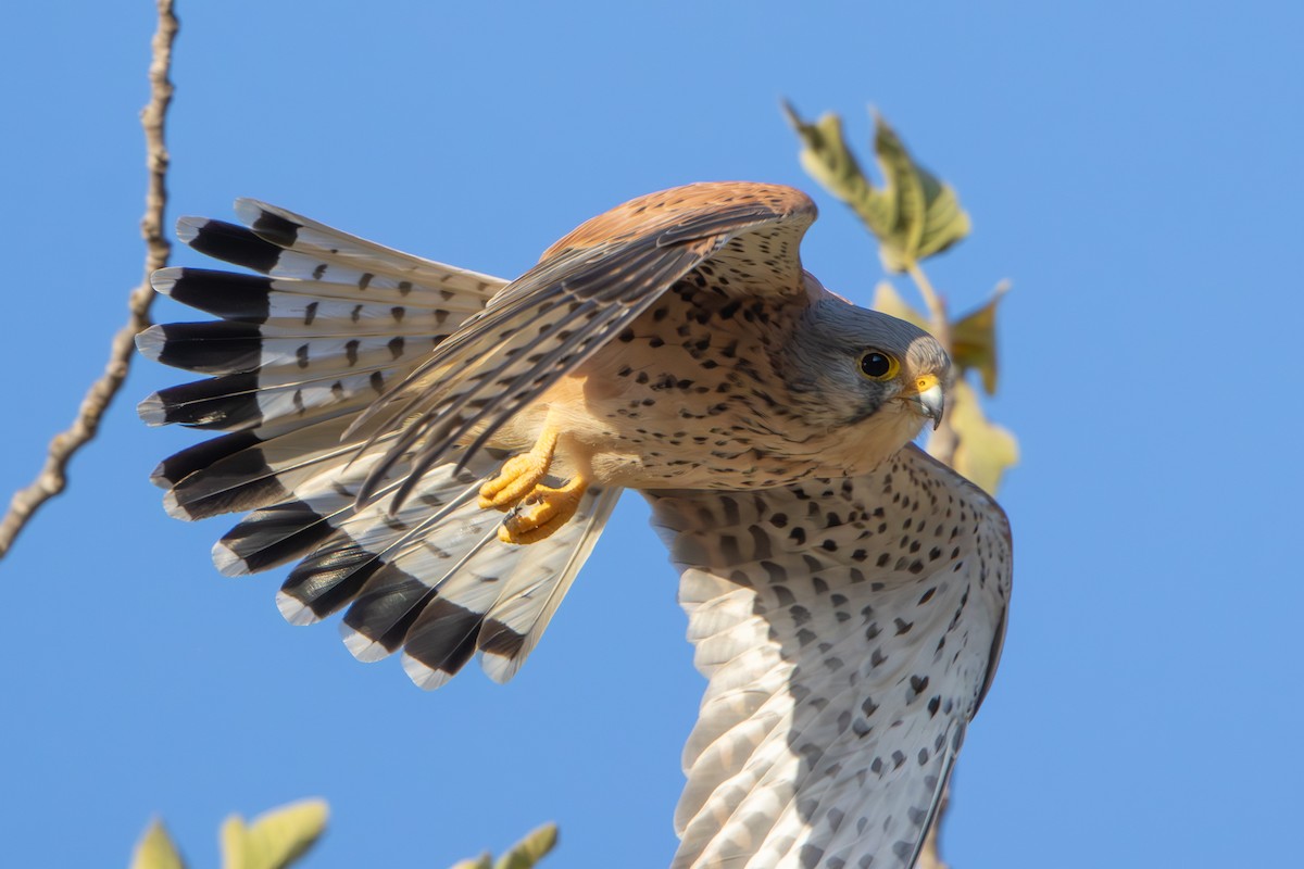 poštolka obecná - ML644579093