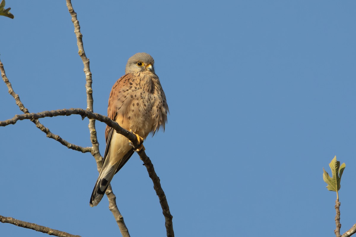 poštolka obecná - ML644579094