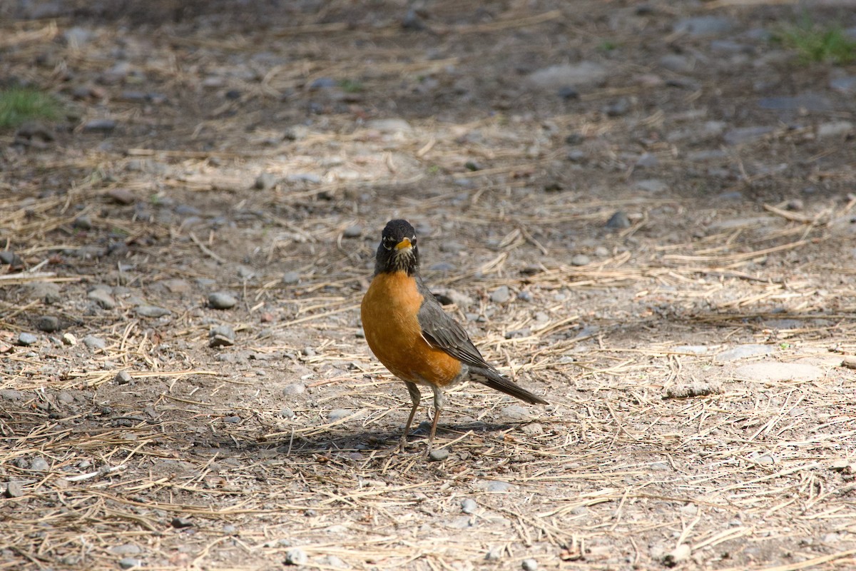 drozd stěhovavý - ML644579095