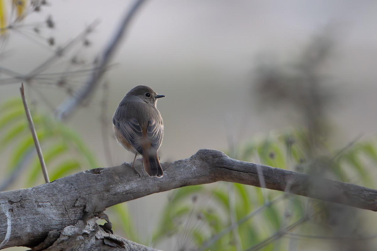rehek zahradní - ML644579098