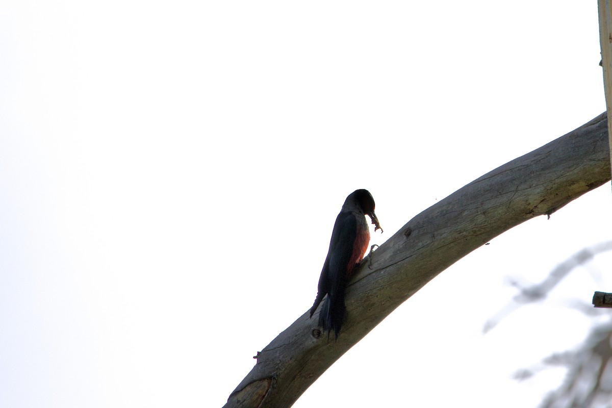Lewis's Woodpecker - ML644579100