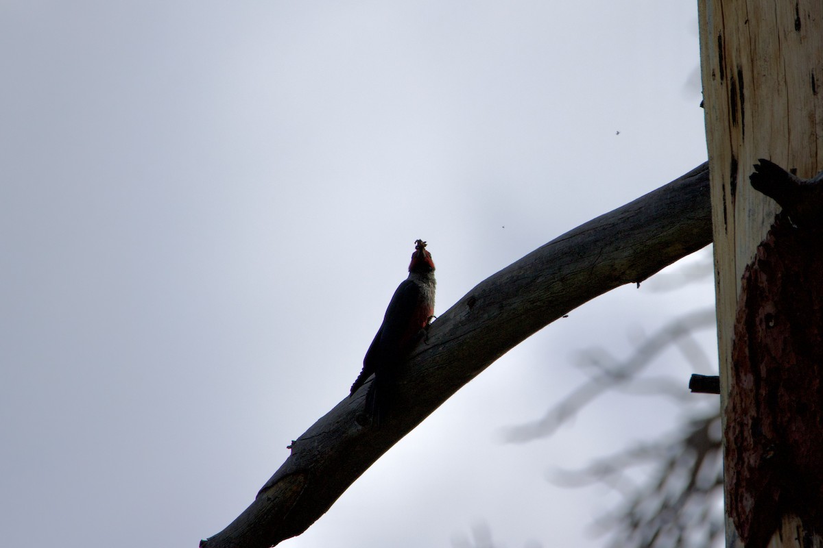 Lewis's Woodpecker - ML644579101