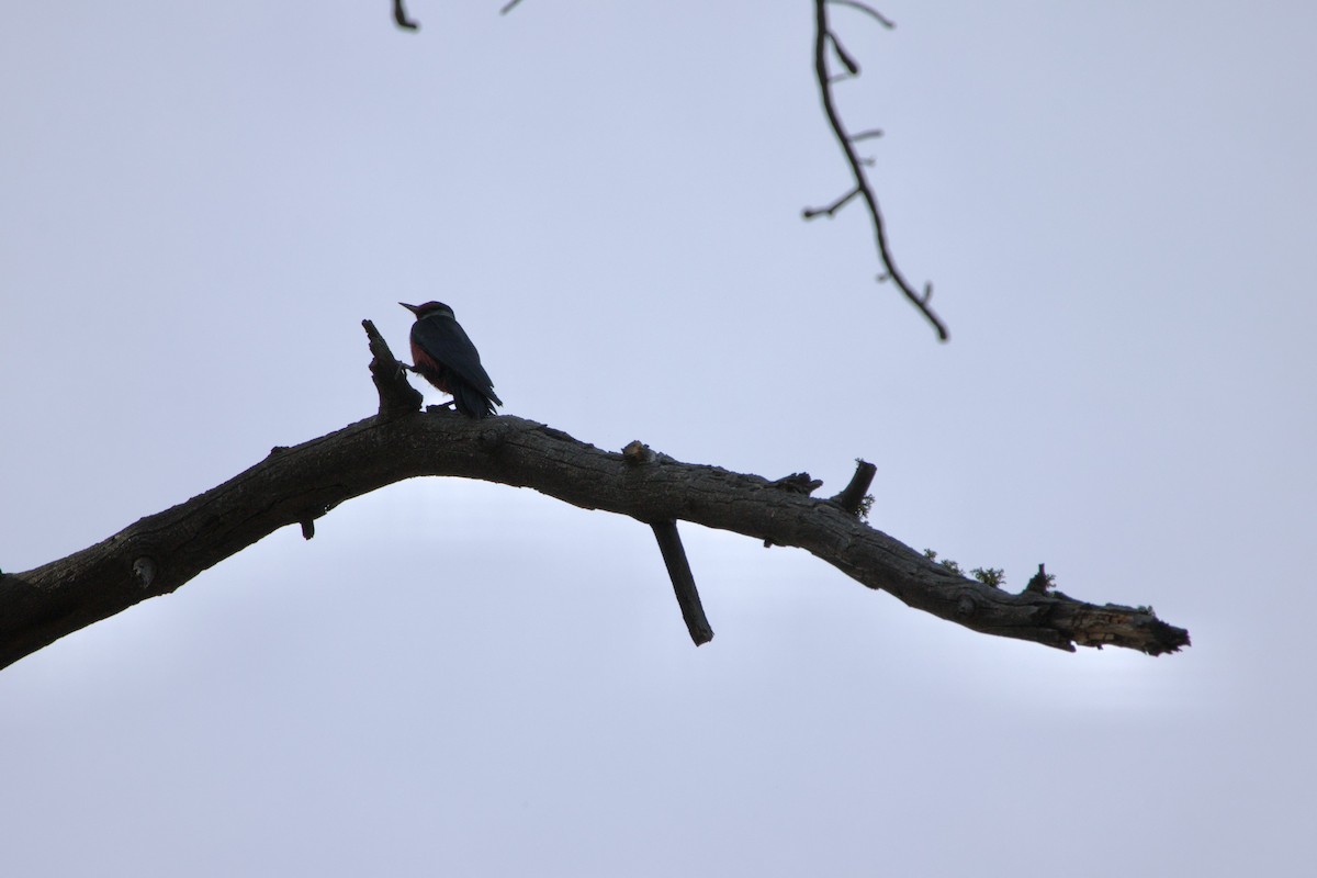 Lewis's Woodpecker - ML644579102