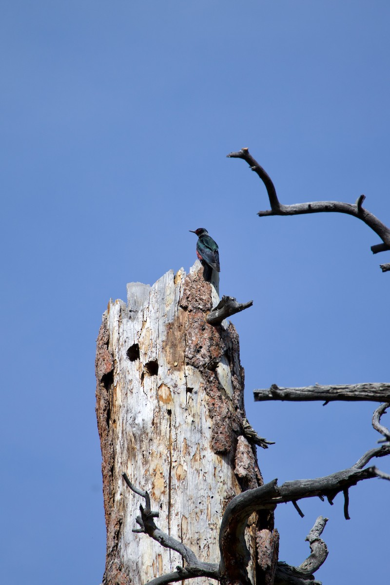 Lewis's Woodpecker - ML644579103