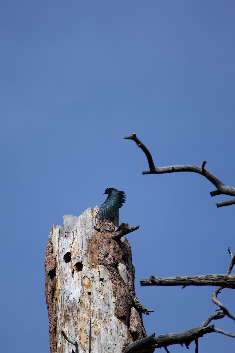 Lewis's Woodpecker - ML644579104