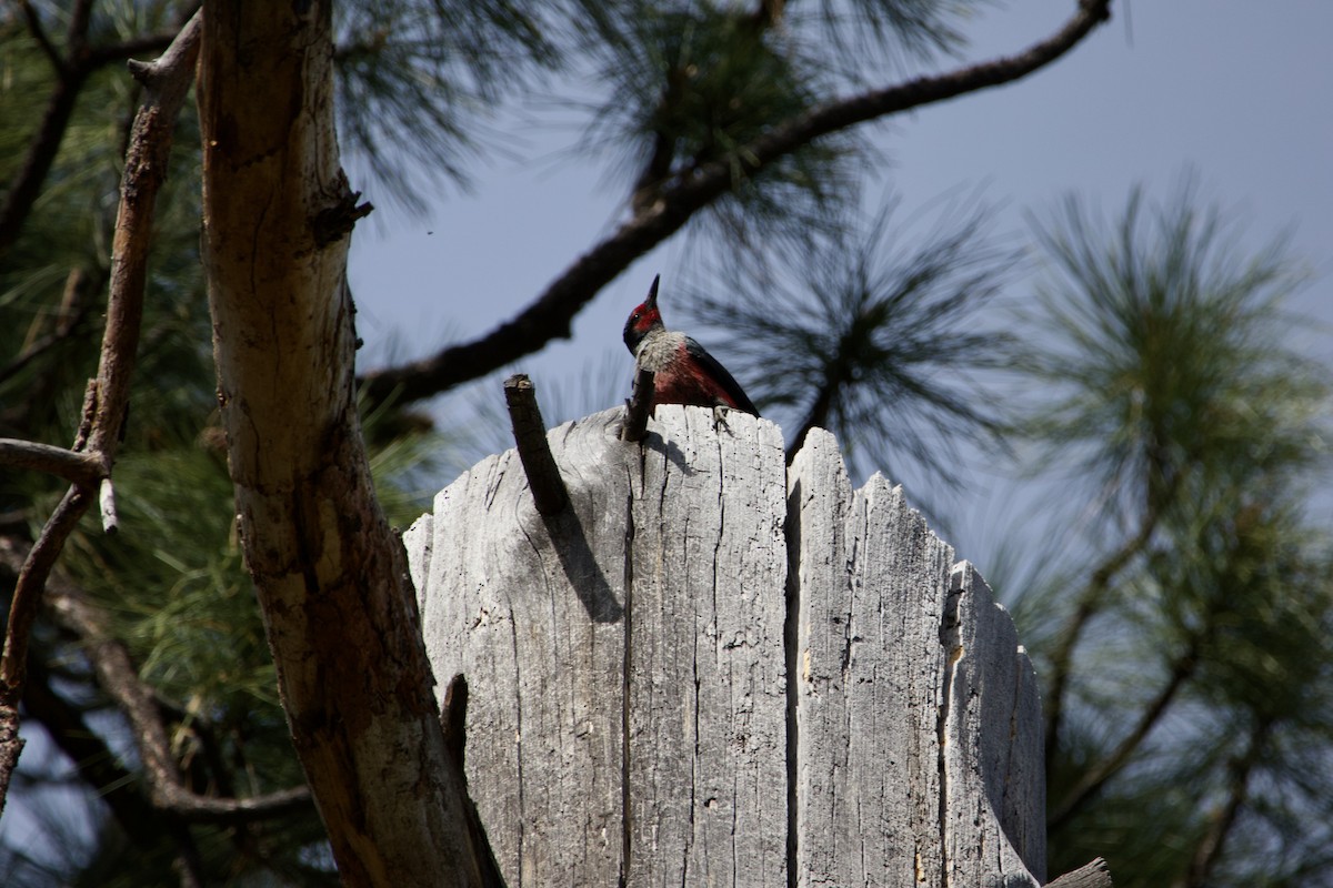 Lewis's Woodpecker - ML644579105