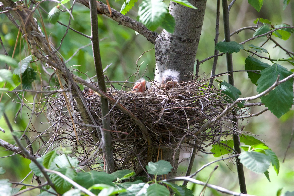 Black-headed Grosbeak - ML644579106