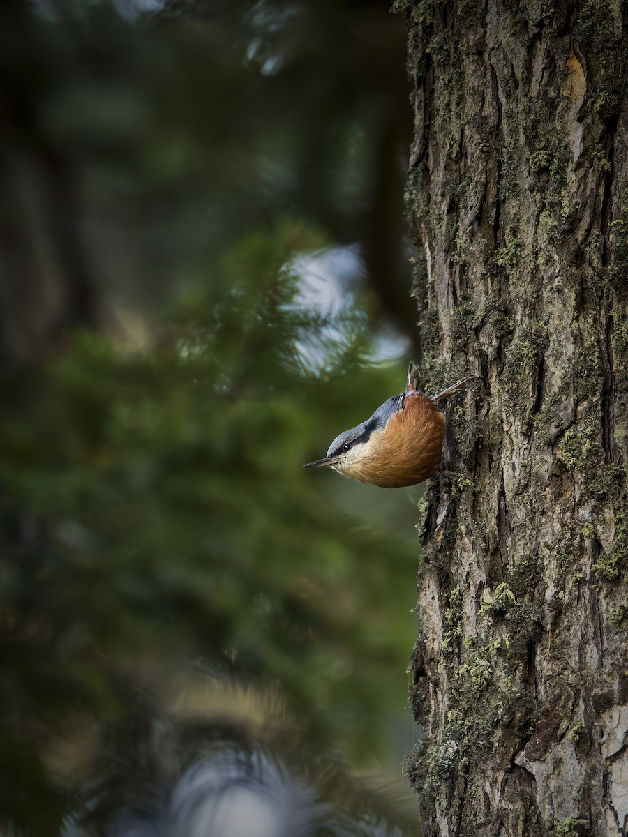 Kashmir Nuthatch - ML644579108