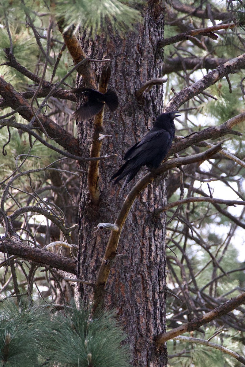 Common Raven - ML644579109