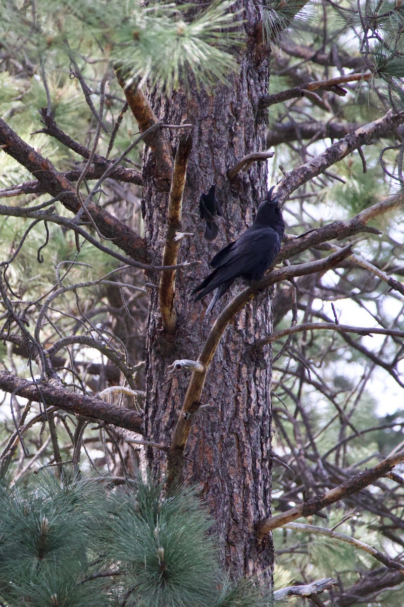 Common Raven - ML644579110