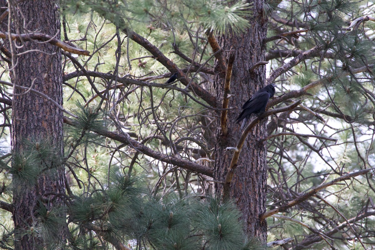 Common Raven - ML644579111