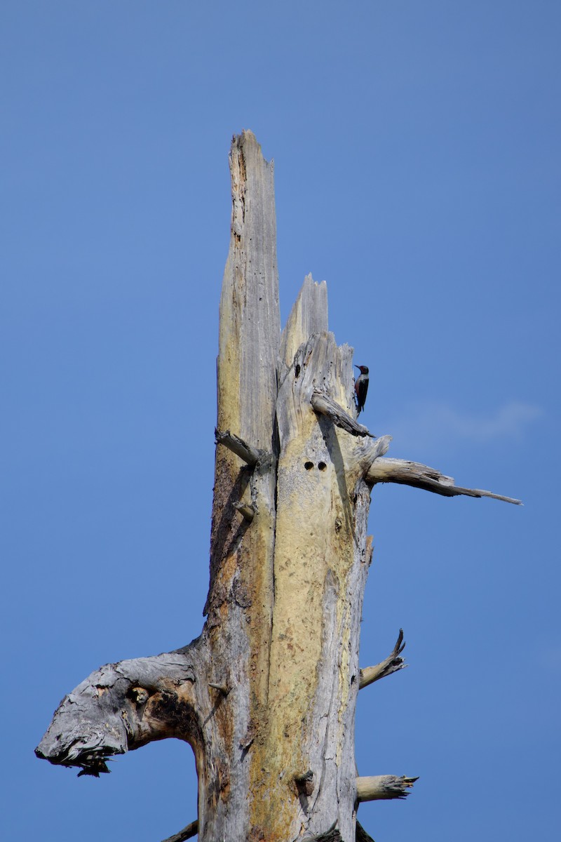 Lewis's Woodpecker - ML644579124