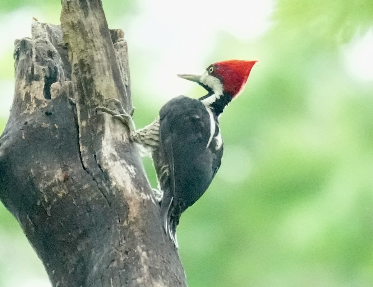 Crimson-crested Woodpecker - ML644579125