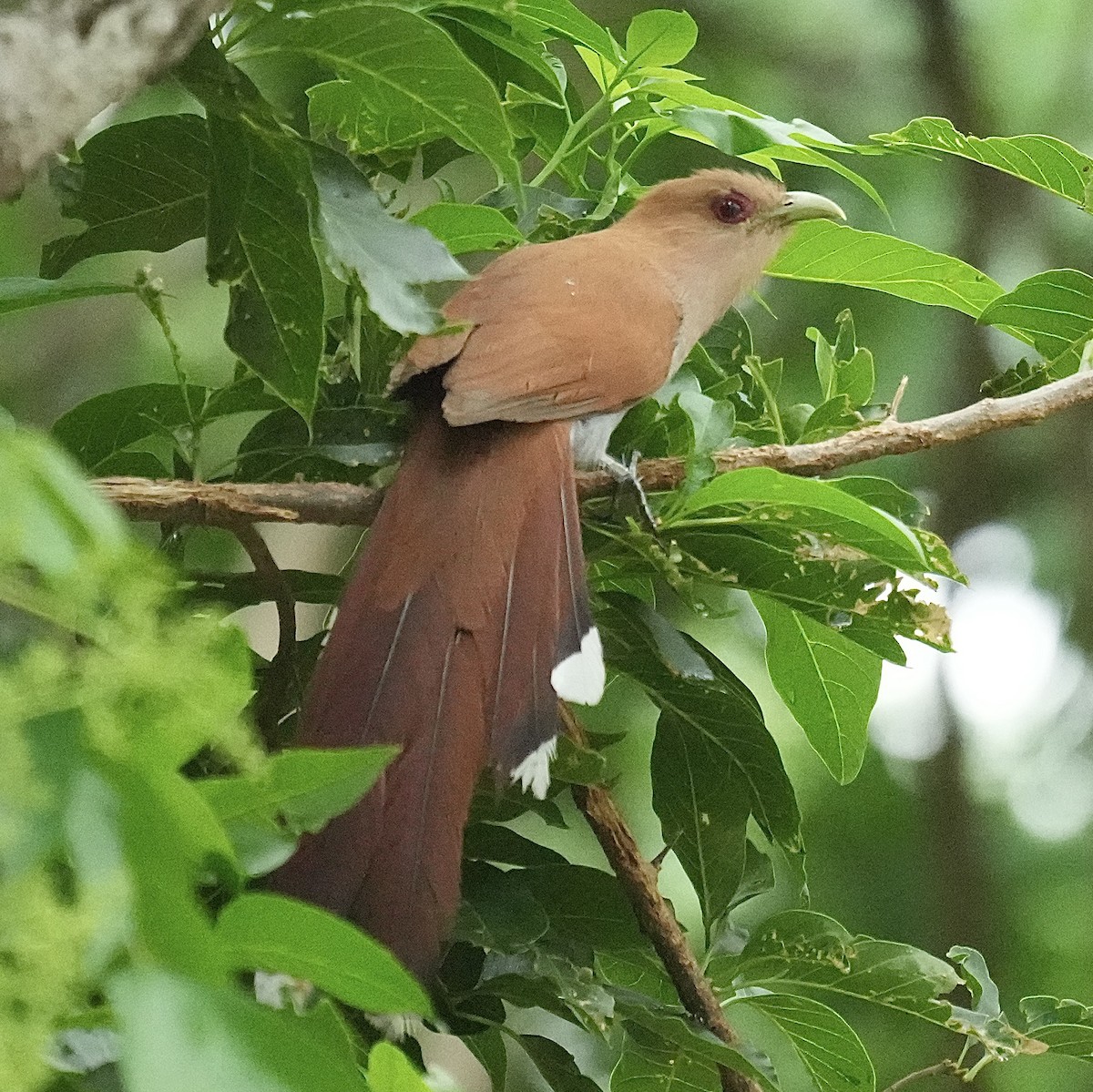 Common Squirrel-Cuckoo - ML644579127