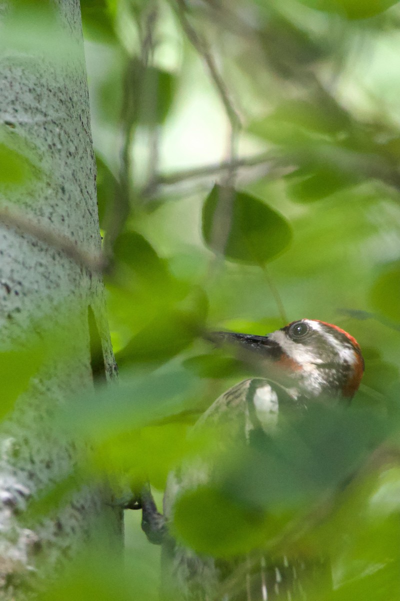 Red-naped x Red-breasted Sapsucker (hybrid) - ML644579128