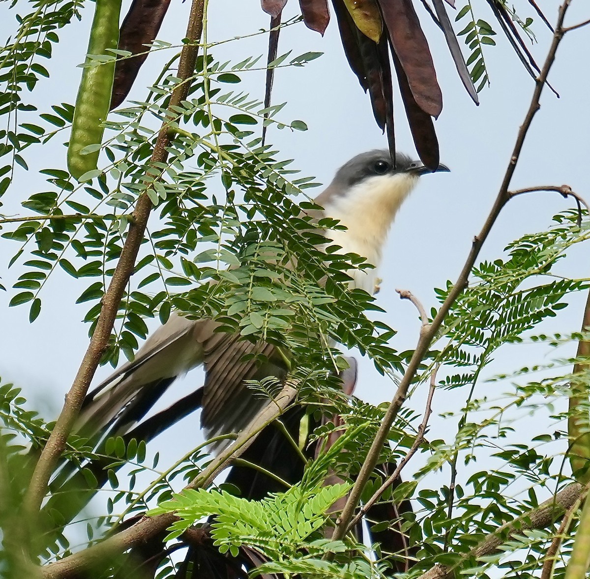 Dark-billed Cuckoo - ML644579129