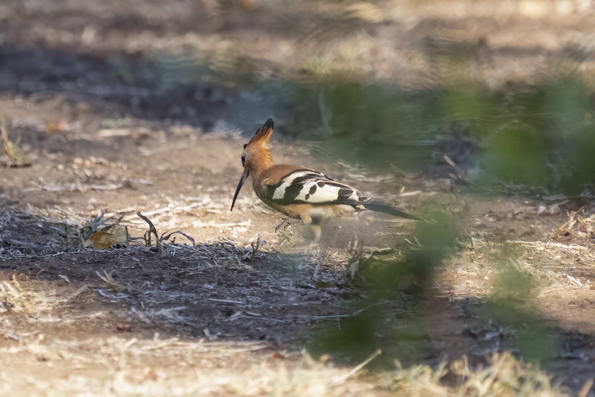 戴勝 - ML644579131