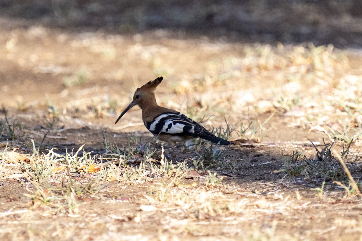 戴勝 - ML644579132