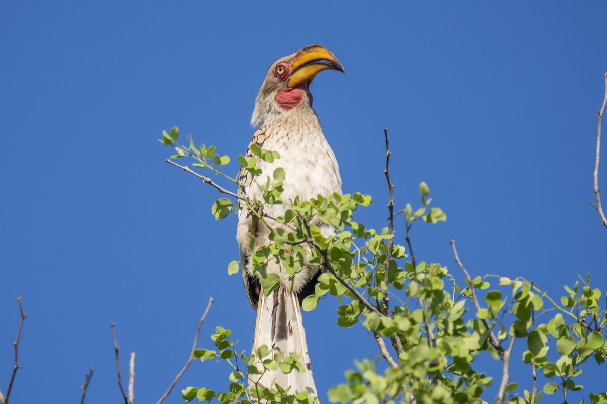 Southern Yellow-billed Hornbill - ML644579133