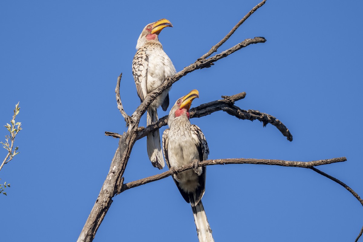 Southern Yellow-billed Hornbill - ML644579134