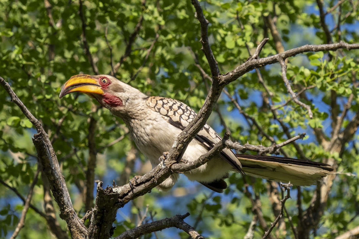Southern Yellow-billed Hornbill - ML644579135