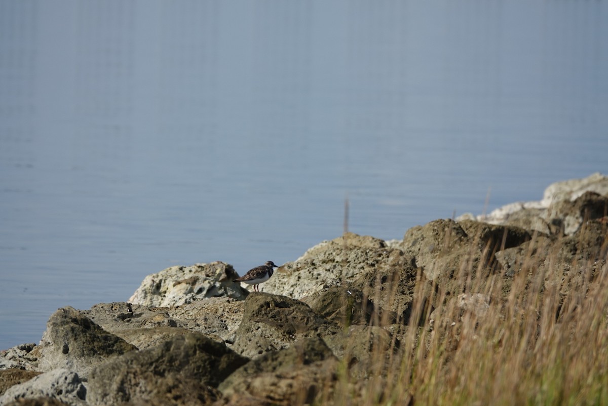 翻石鷸 - ML644579136