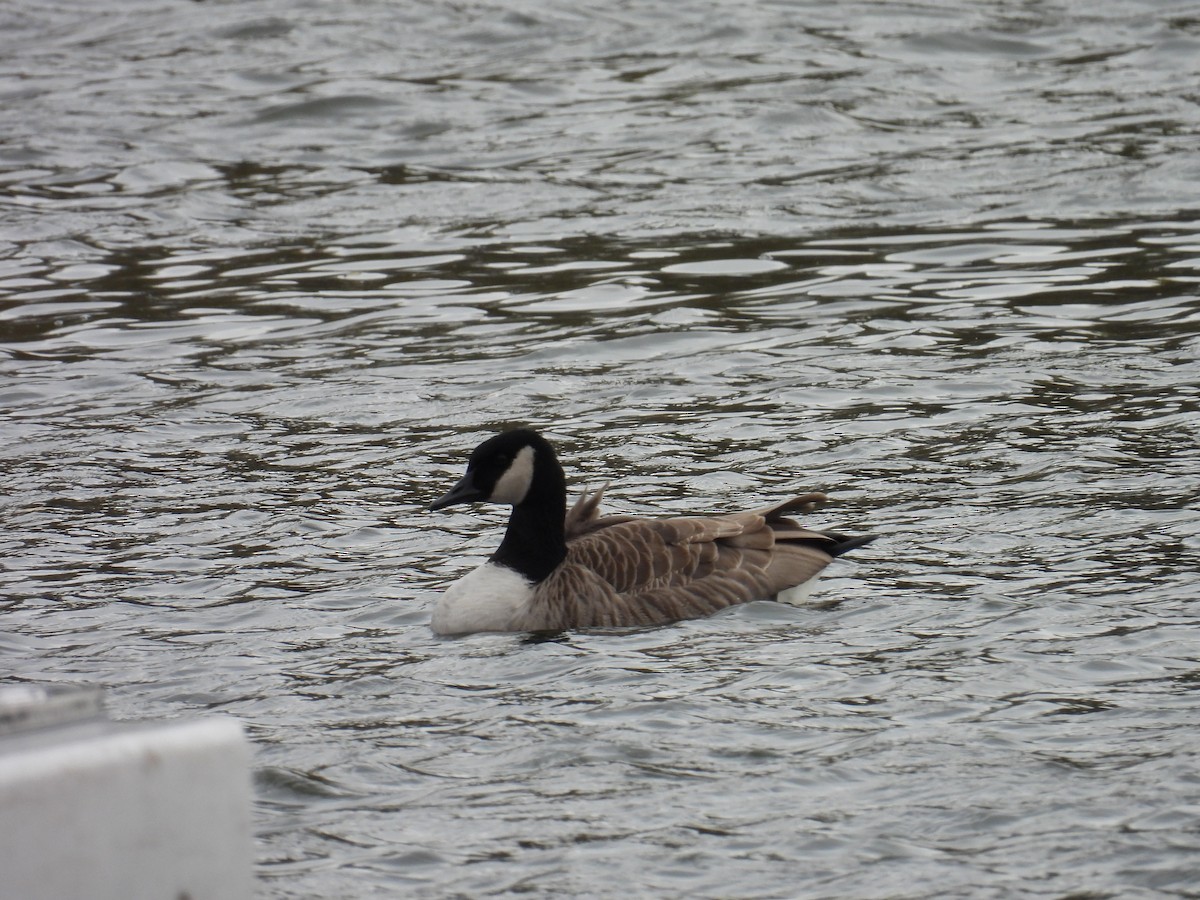 Canada Goose - ML644579137