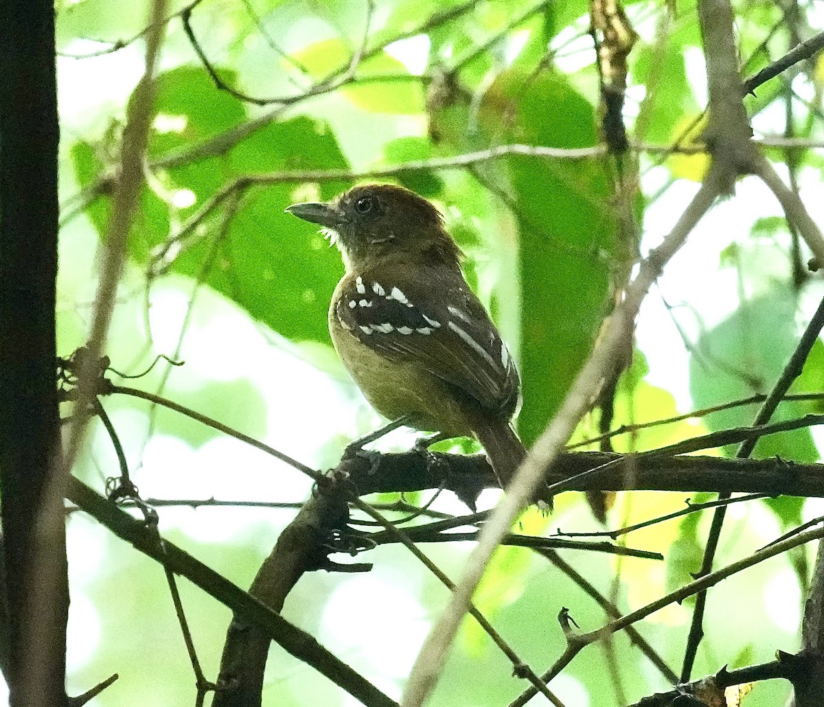 Bolivian Slaty-Antshrike - ML644579139