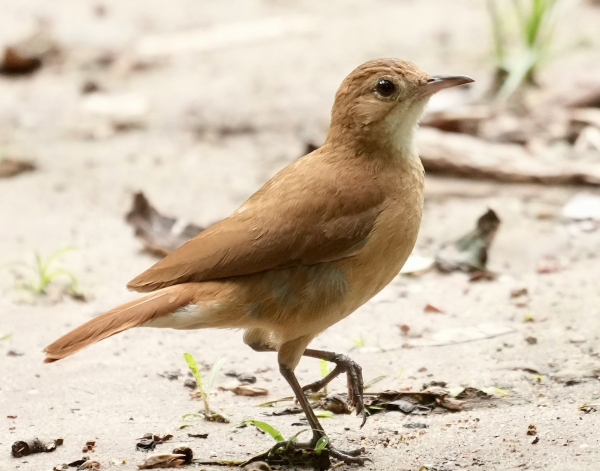 Pas Rengi Çömlekçikuşu - ML644579147