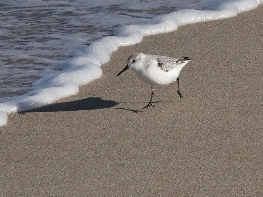 Sanderling - ML644579153