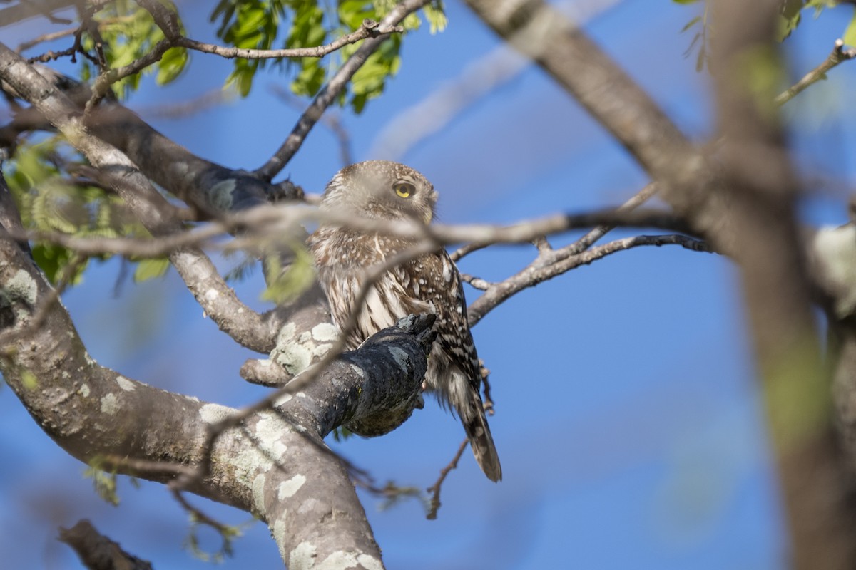 Pearl-spotted Owlet - ML644579154
