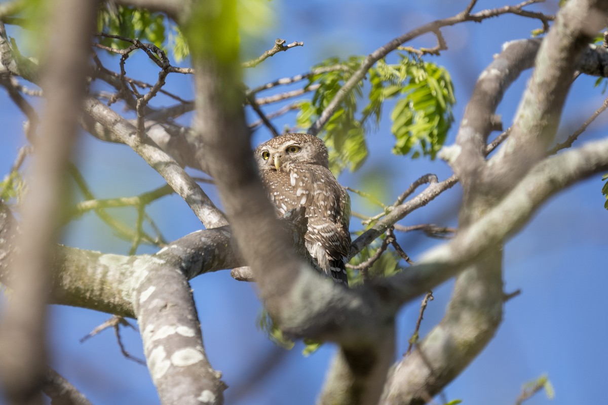 Pearl-spotted Owlet - ML644579155