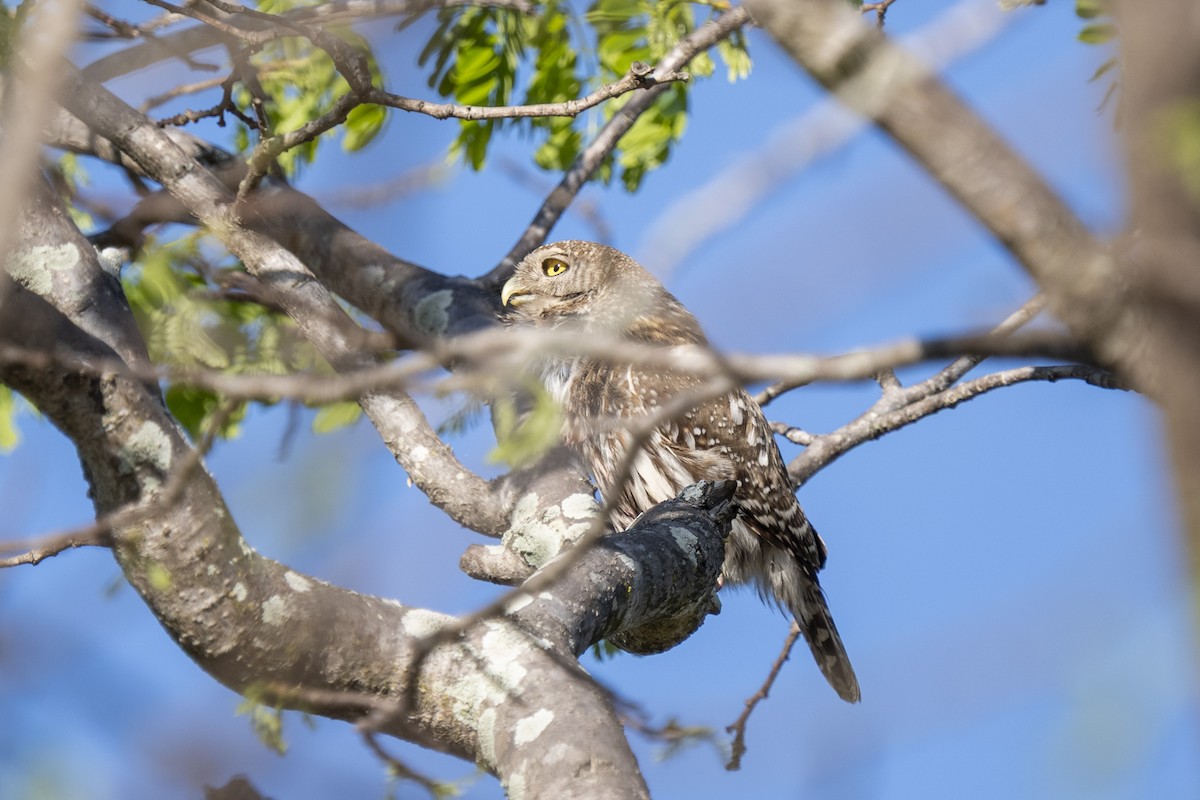 Pearl-spotted Owlet - ML644579156