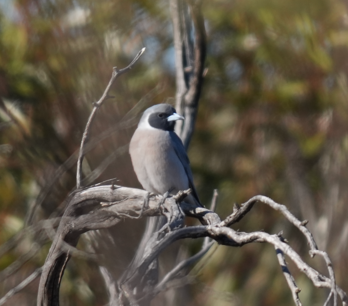 ホオグロモリツバメ - ML644579162