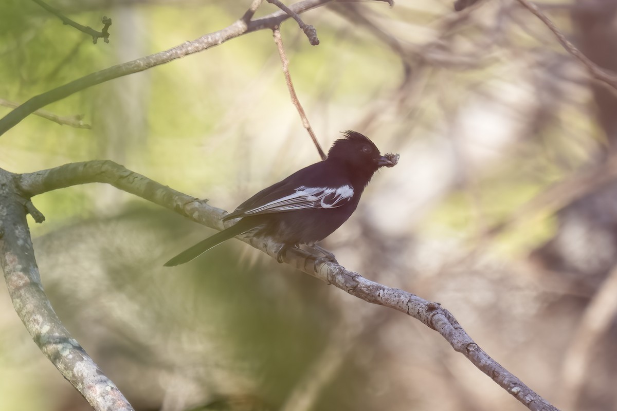 Southern Black-Tit - ML644579163