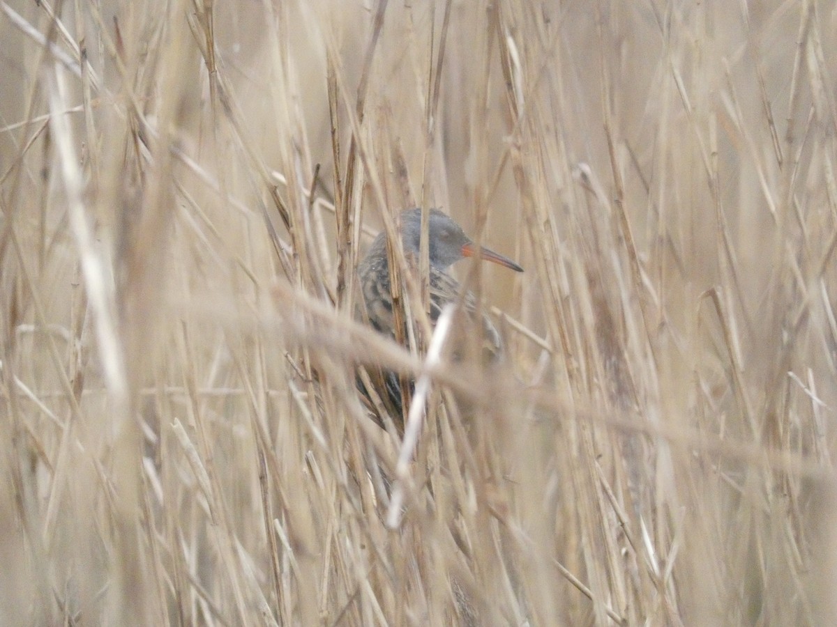 vannrikse - ML644579164