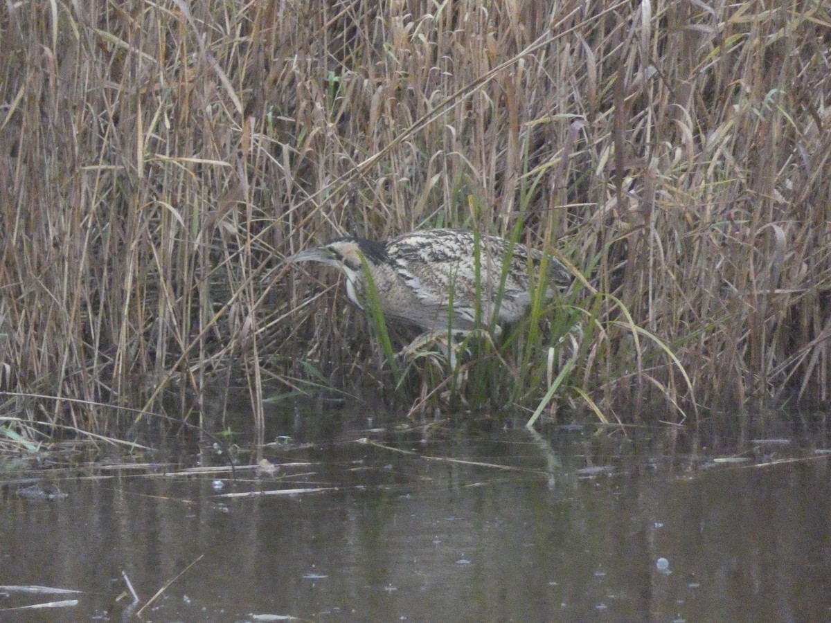 rørdrum - ML644579170