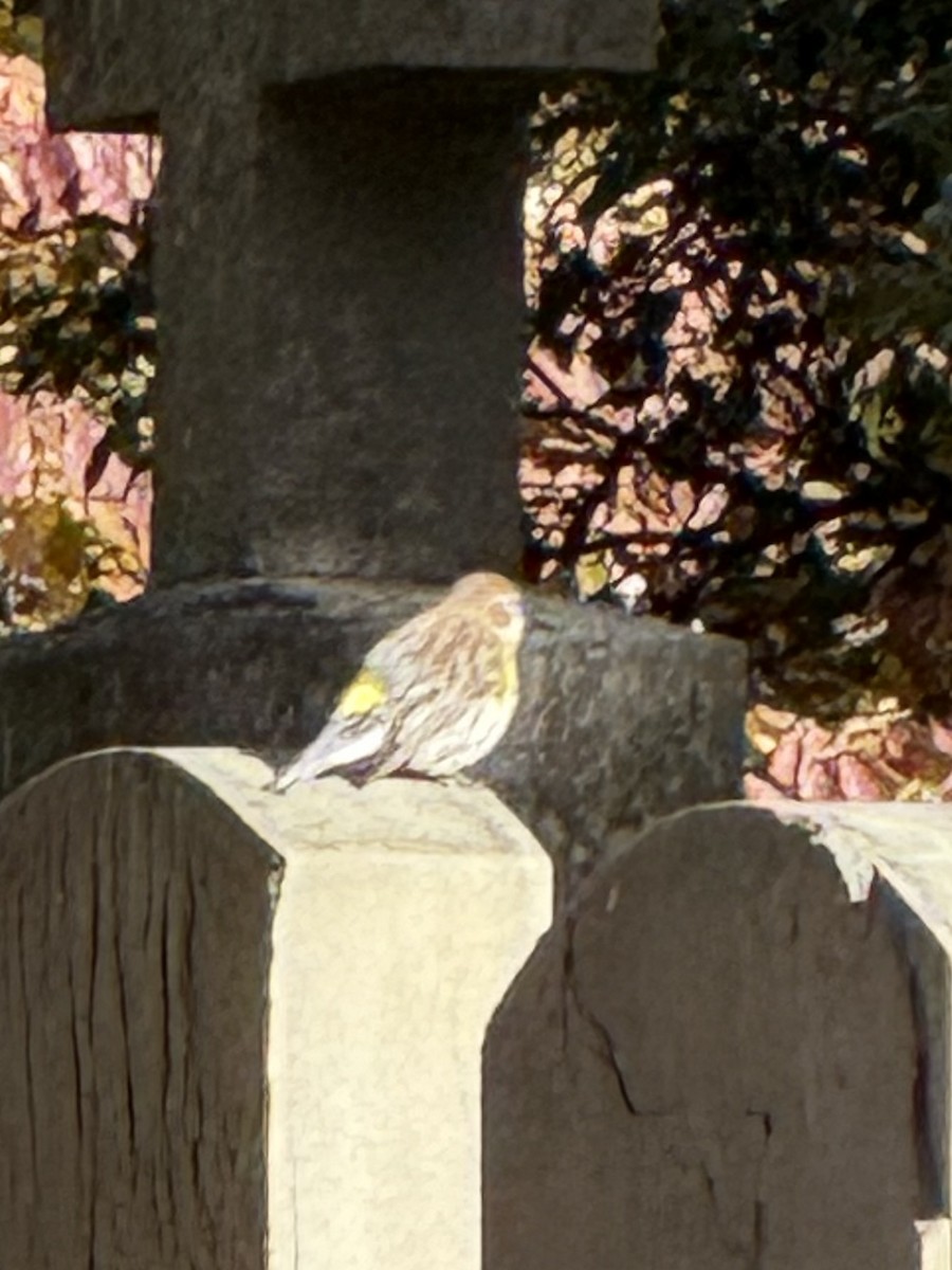 Yellow-rumped Warbler - ML644579183