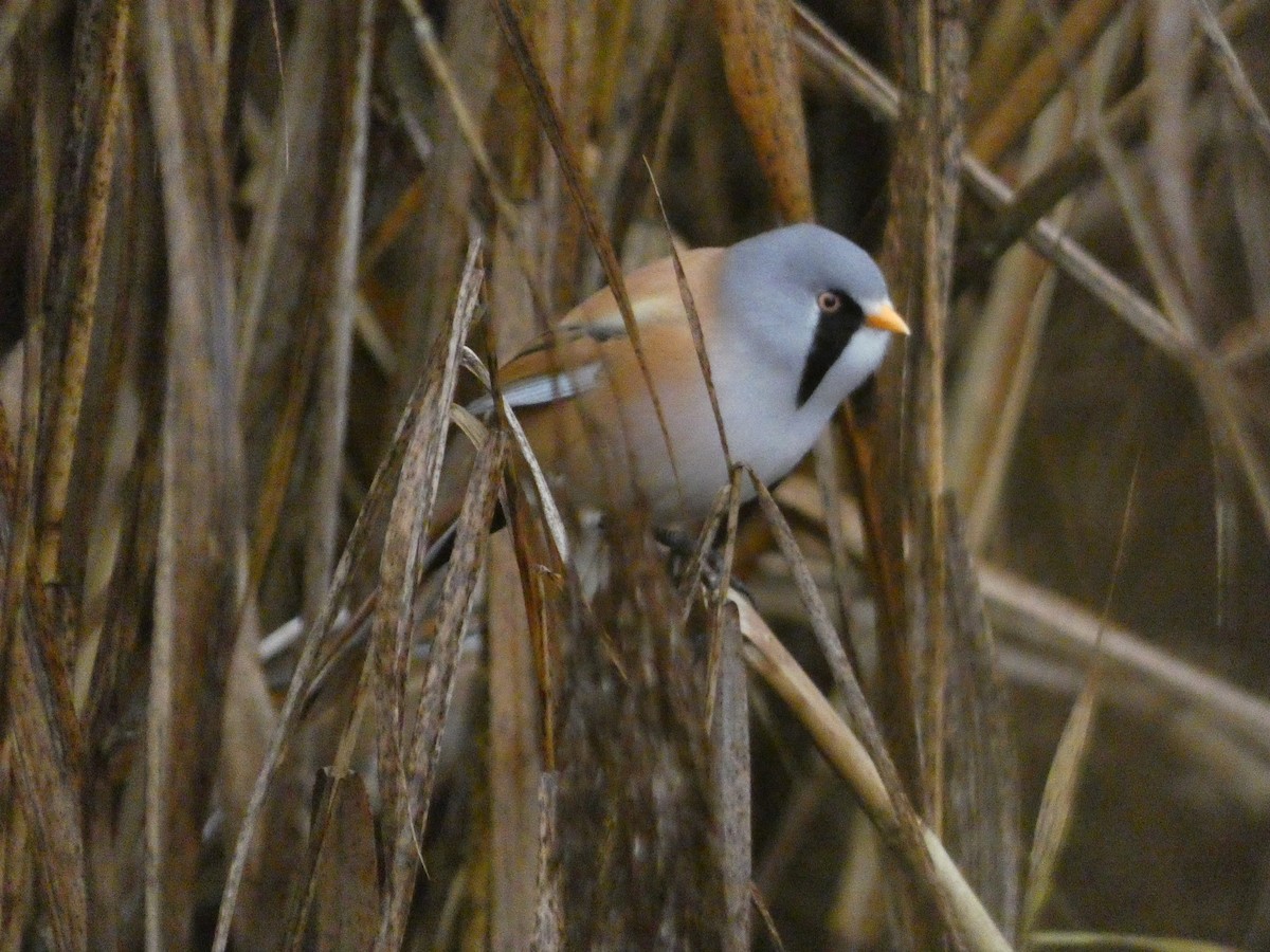 skjeggmeis - ML644579186