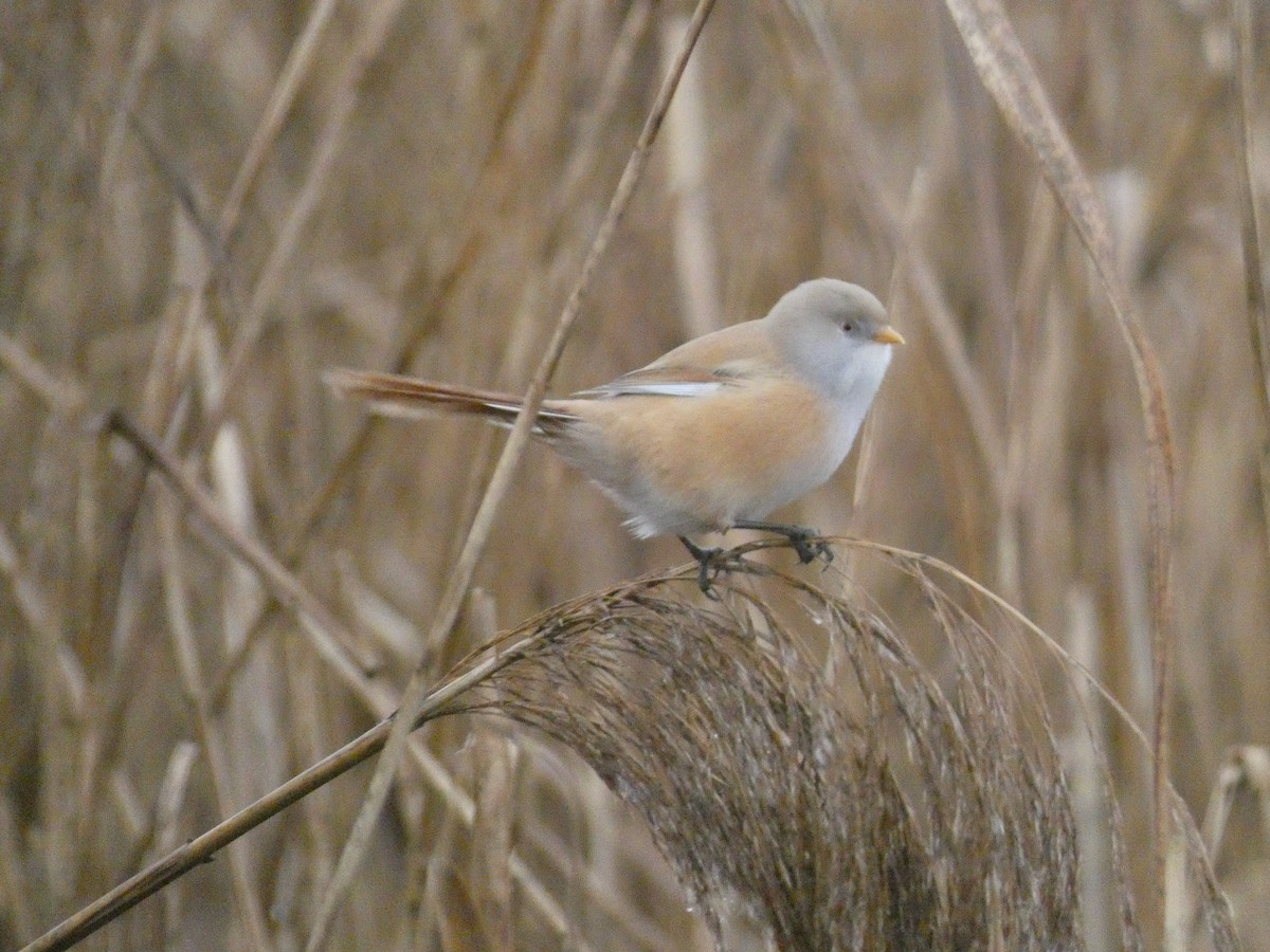 skjeggmeis - ML644579187