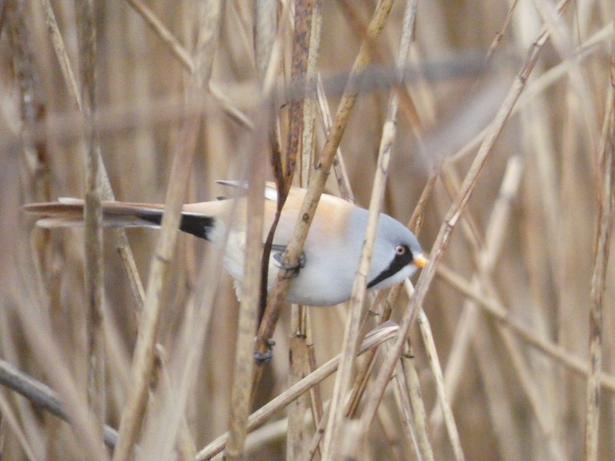 skjeggmeis - ML644579188