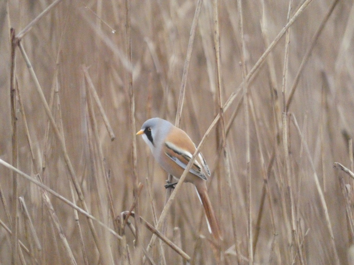 skjeggmeis - ML644579189