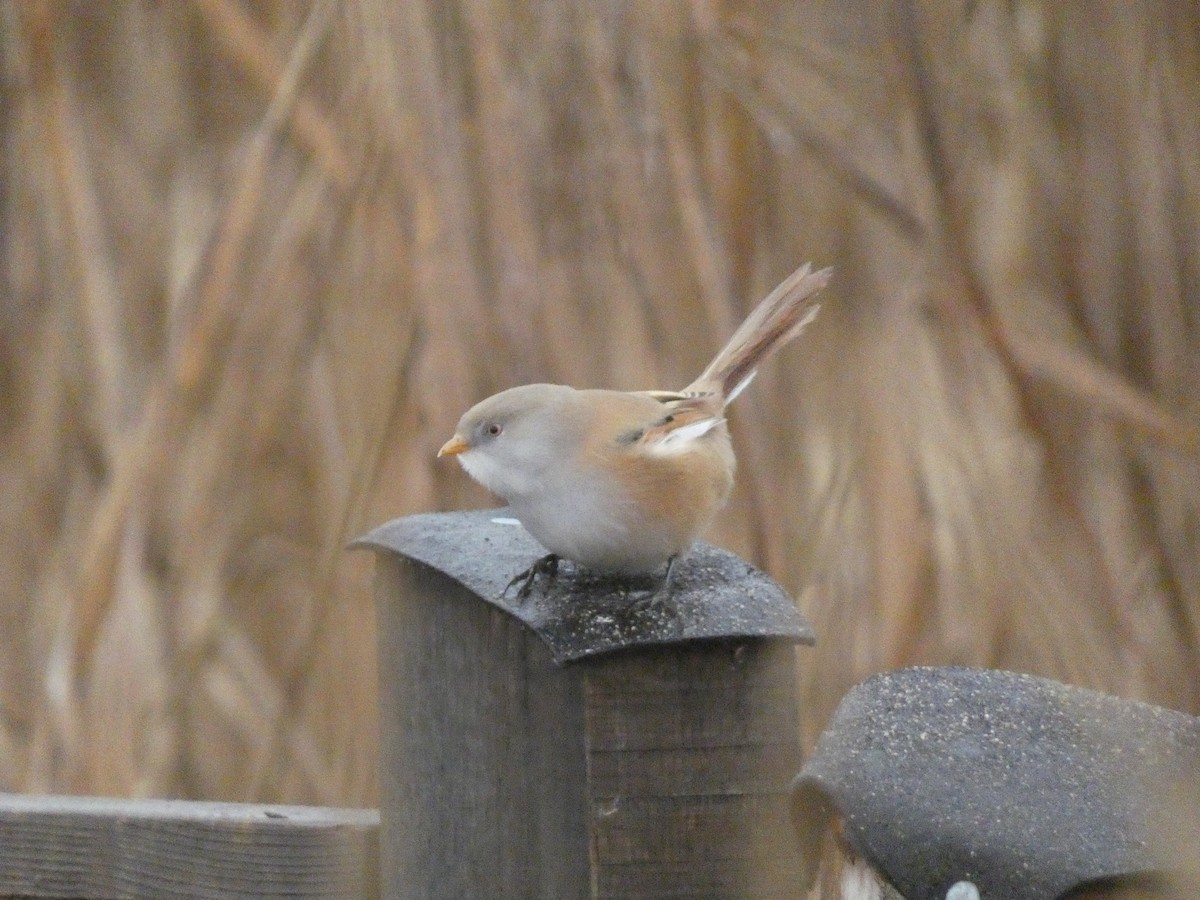 skjeggmeis - ML644579190