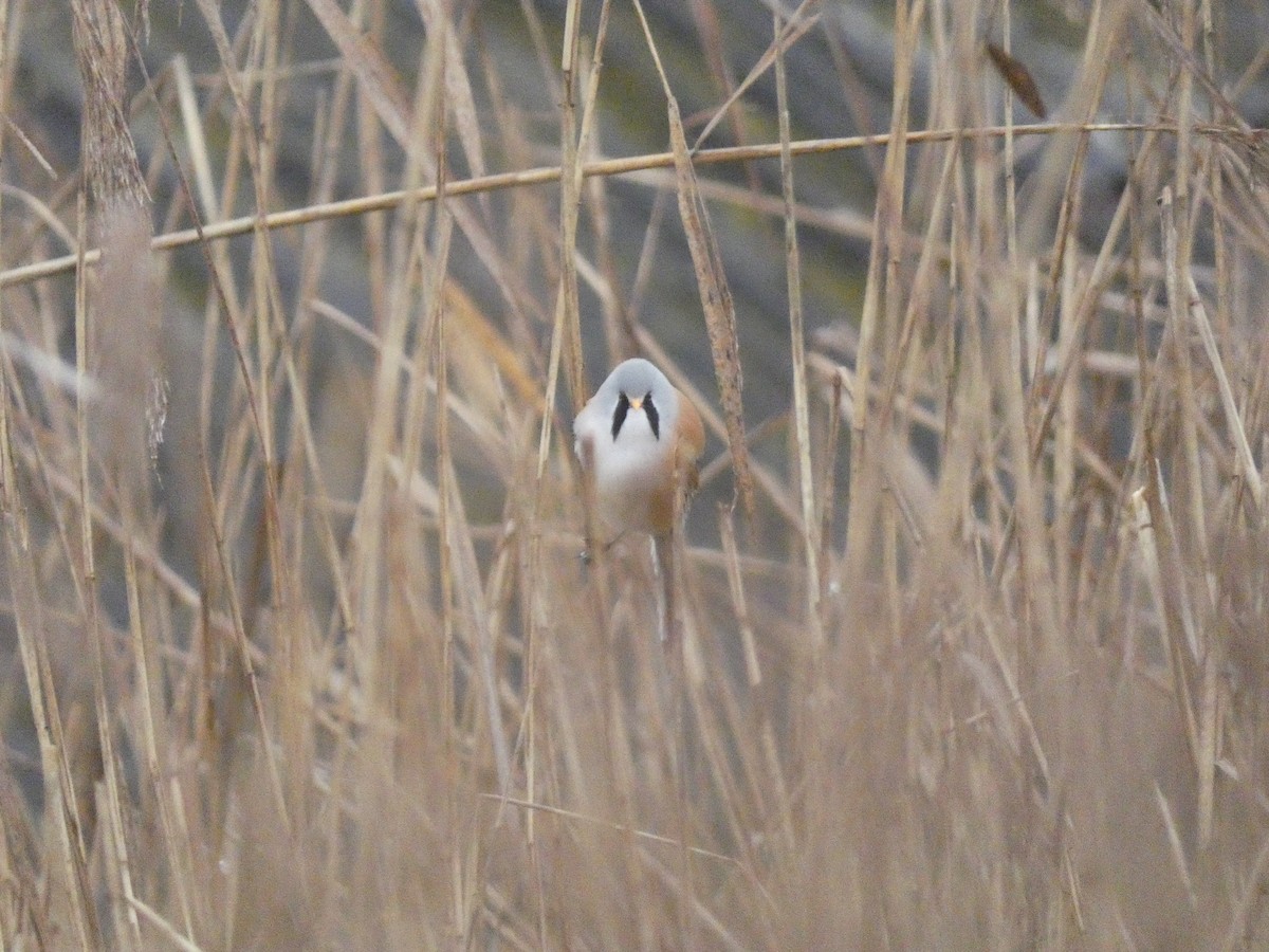 skjeggmeis - ML644579191