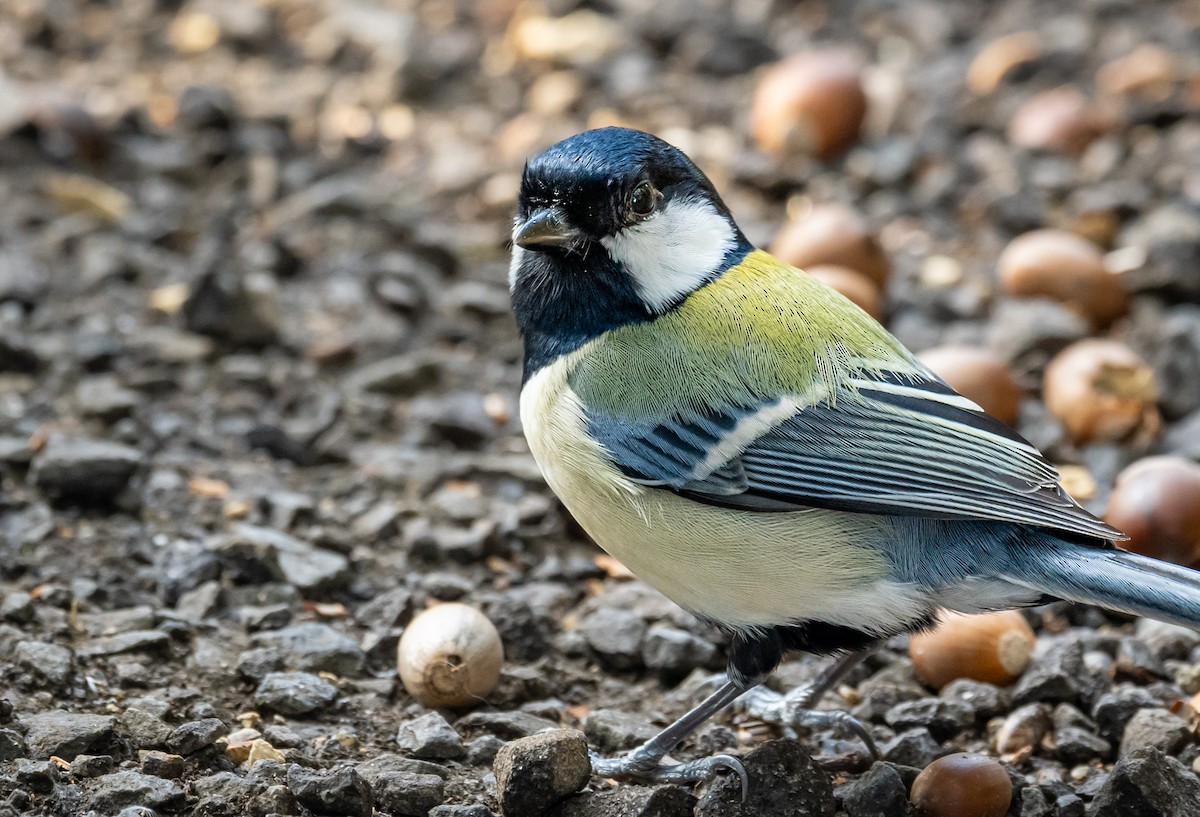 gråkjøttmeis - ML644579192