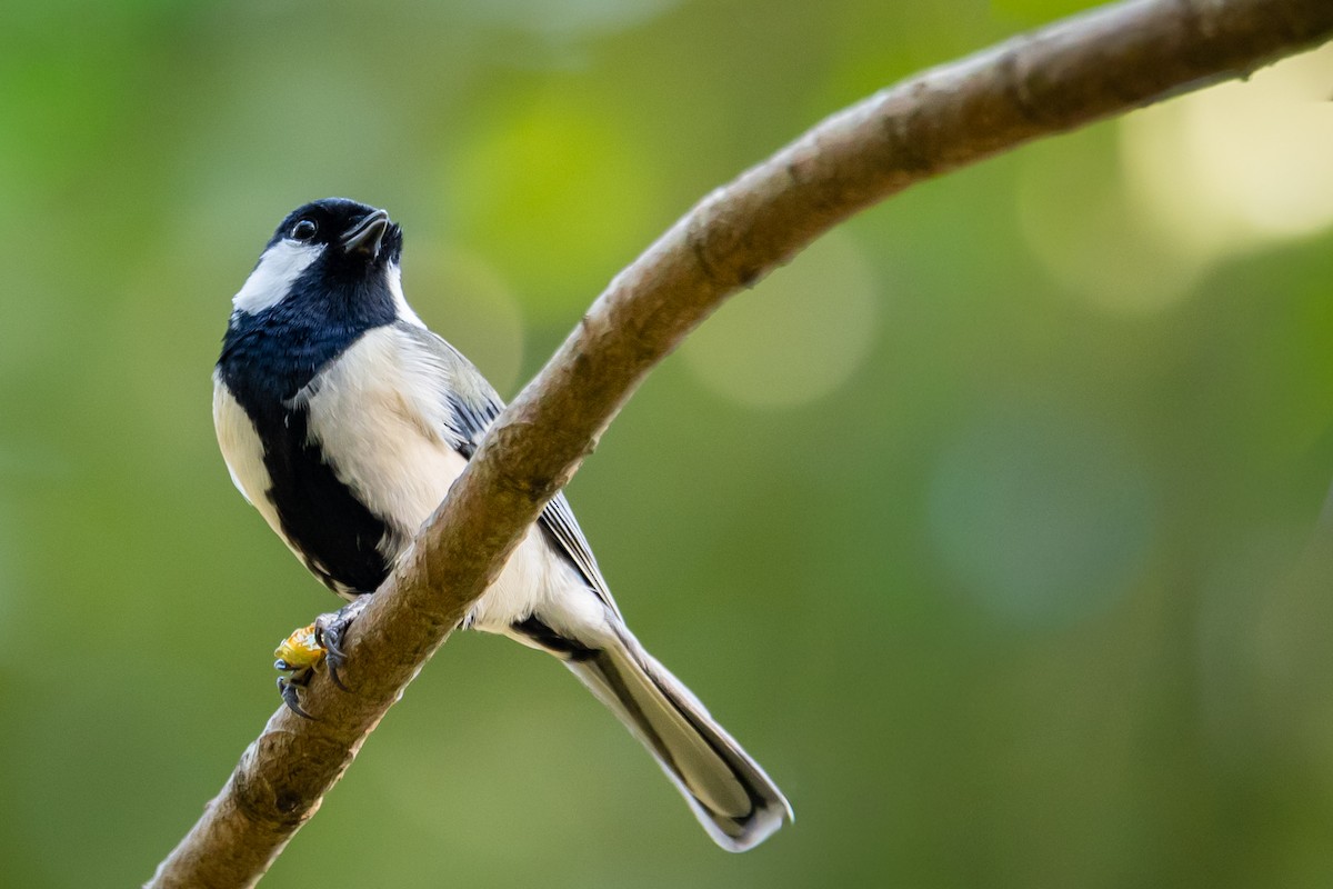 gråkjøttmeis - ML644579193