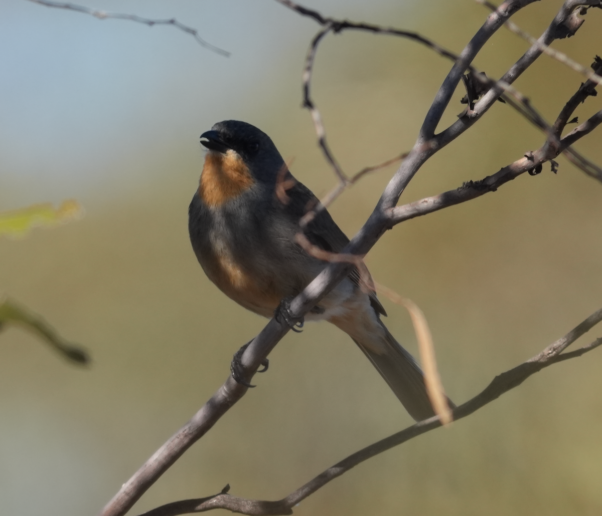 メグロモズヒタキ - ML644579196