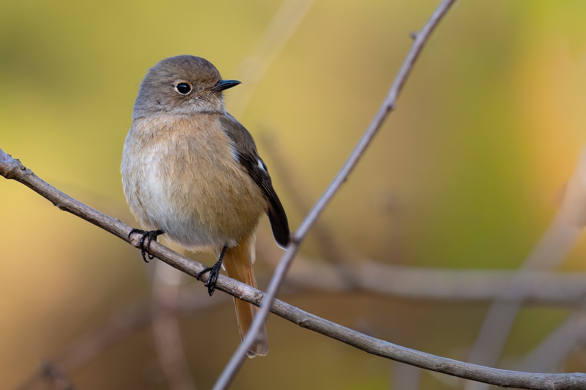 aurorarødstjert - ML644579201